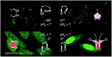 11. Diselenolane-Mediated Cellular Uptake.