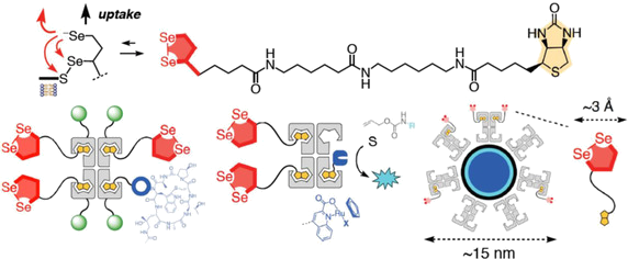 12. Diselenolane-Mediated Cellular Uptake: Efficient Cytosolic Delivery of Probes, Peptides, Proteins, Artificial Metalloenzymes and Protein-Coated Quantum Dots.