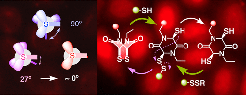 9.	Epidithiodiketopiperazines: Strain-Promoted Thiol-Mediated Cellular Uptake at the Highest Tension.