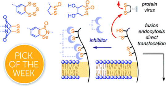 14. Inhibitors of thiol-mediated uptake.